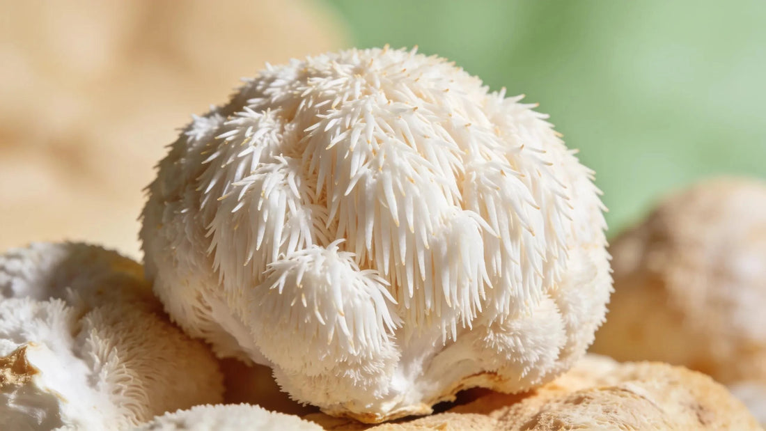Lion's Mane mushroom highlighting its unique structure and organic quality, symbolizing cognitive health benefits