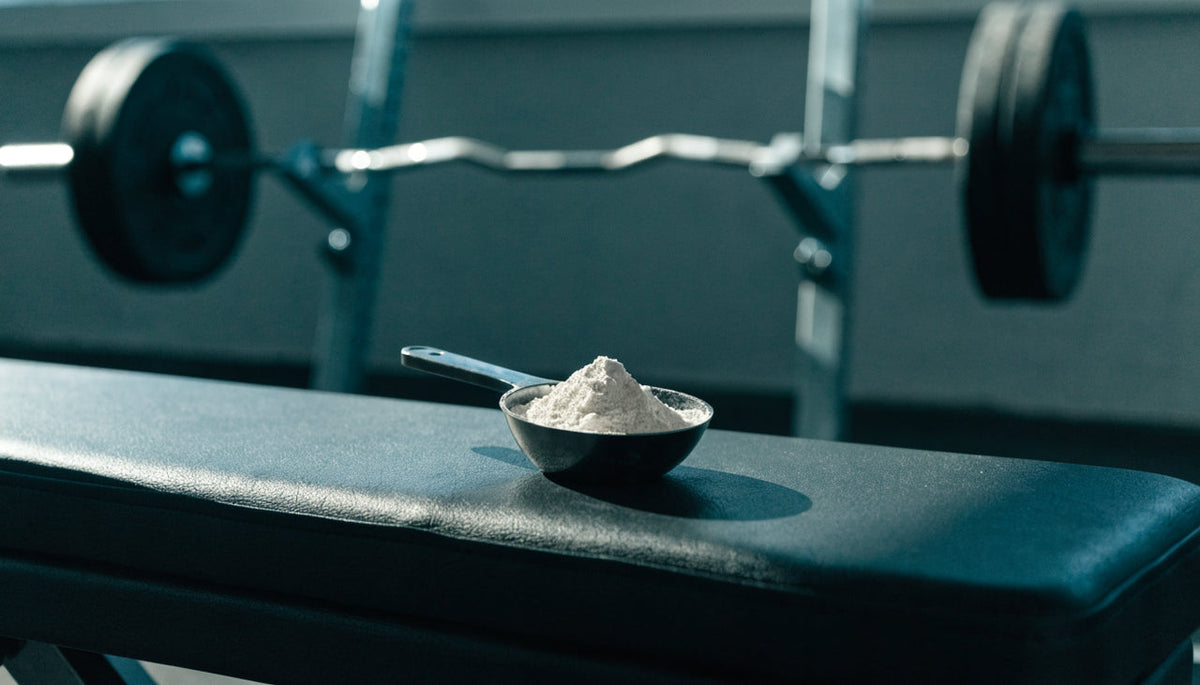Creatine scoop on a gym bench with a barbell in soft focus behind