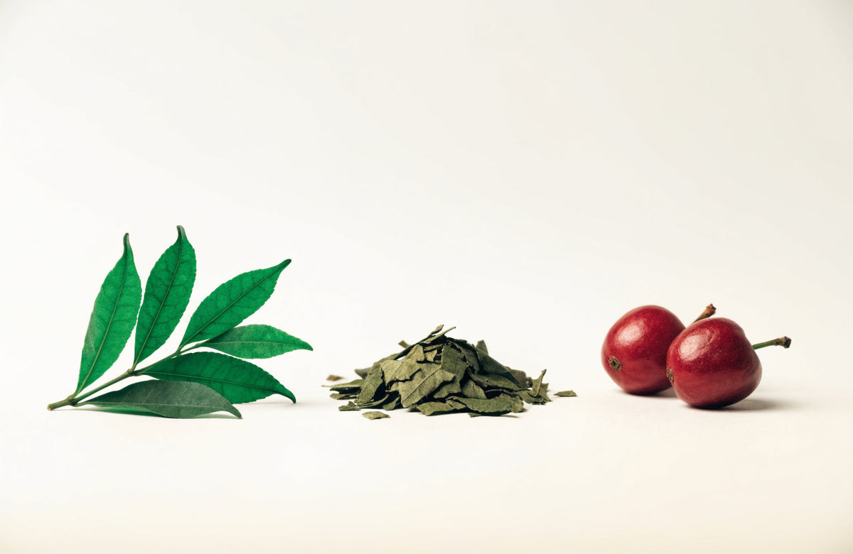 Green tea leaves, yerba mate and coffee fruit cherries arranged on a cream background
