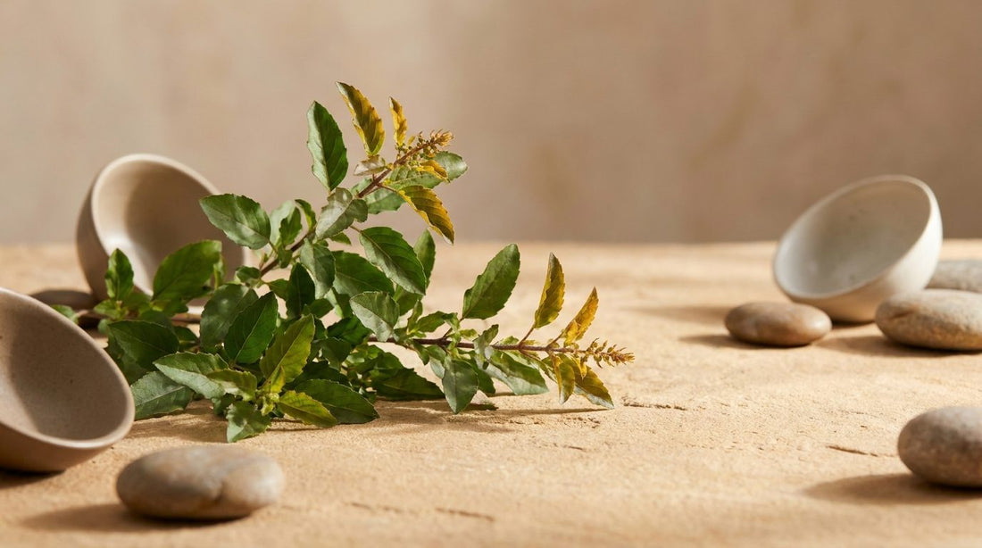Fresh holy basil (tulsi) leaves on a warm stone surface
