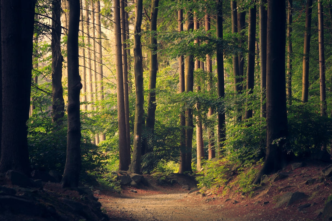 Green sunlit forest representing natural over synthetic