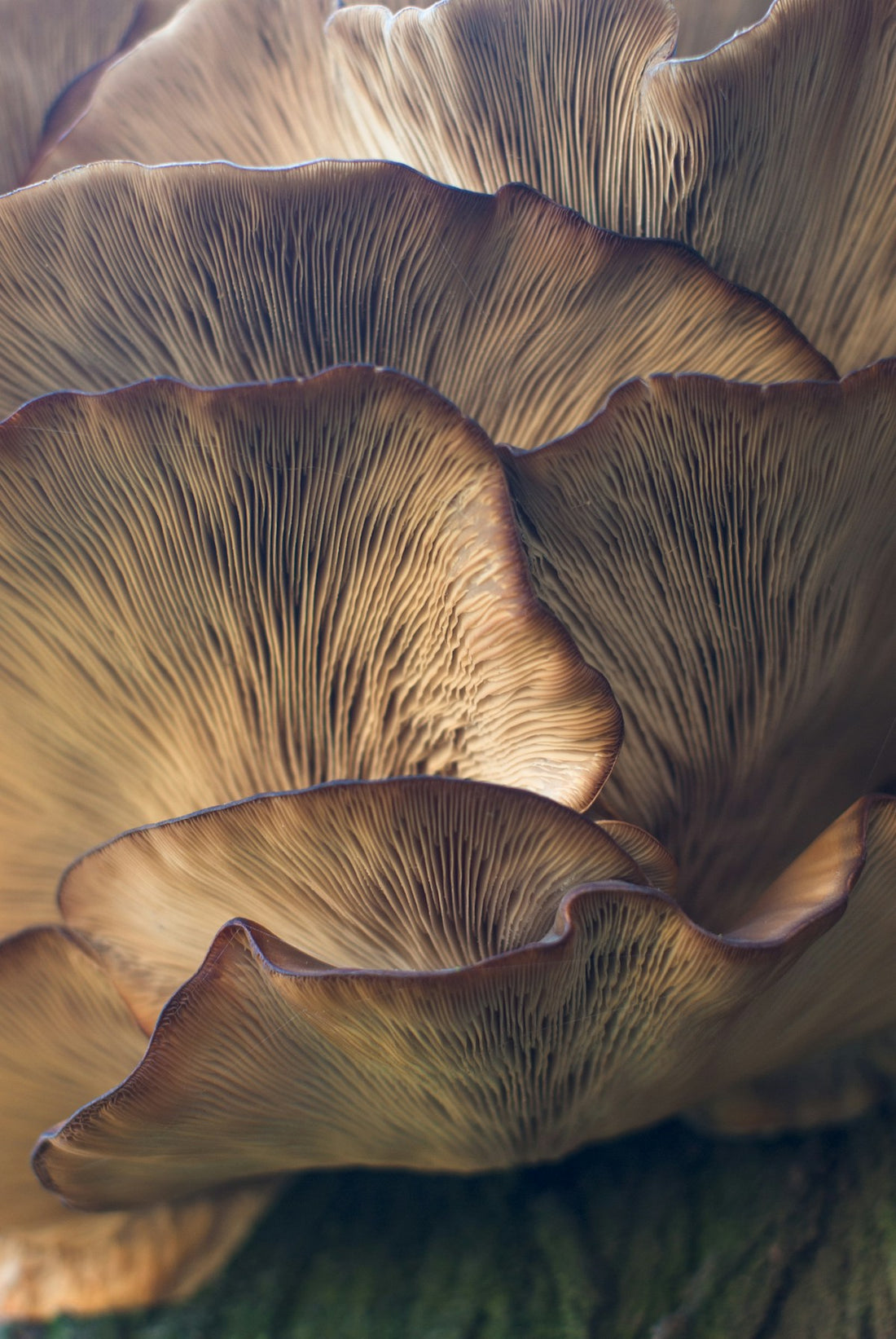 Lion's mane mushroom