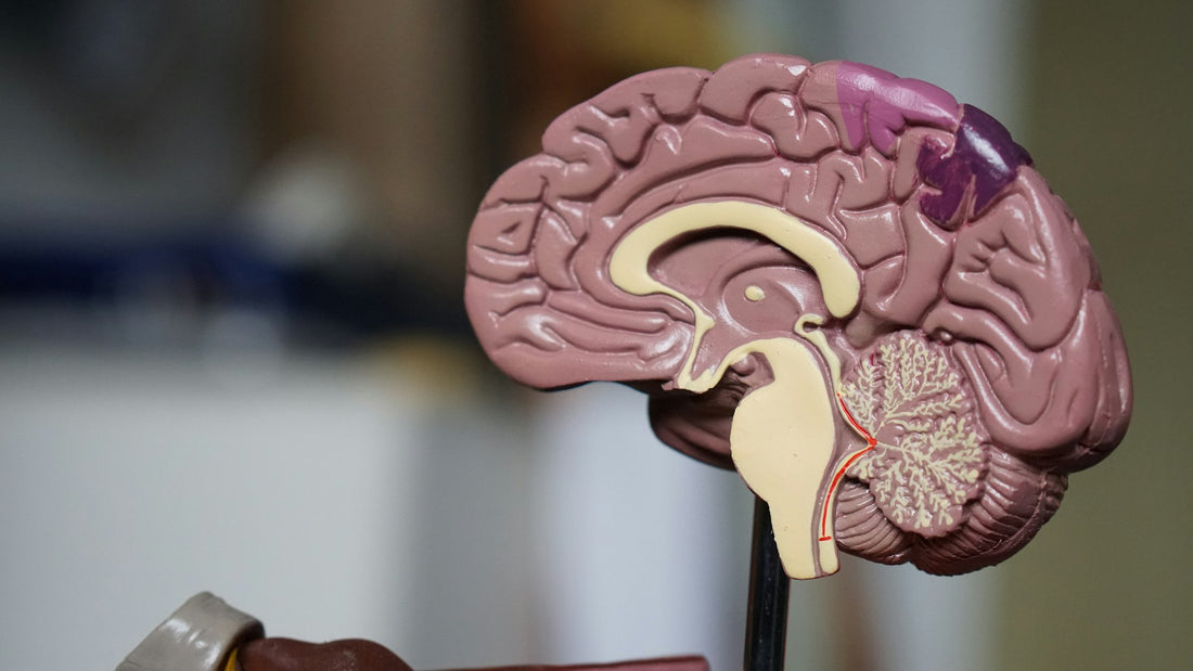 Brain model close-up — understanding the ADHD dopamine crash