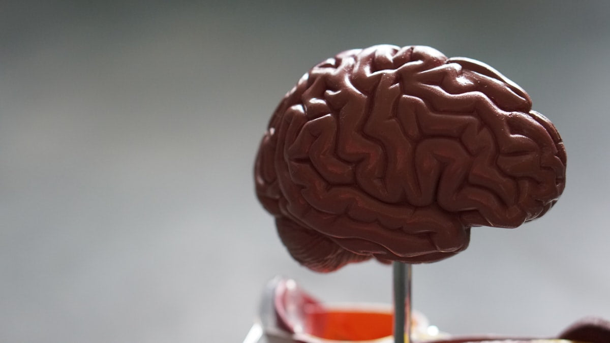 Brain anatomy illustration representing nootropics