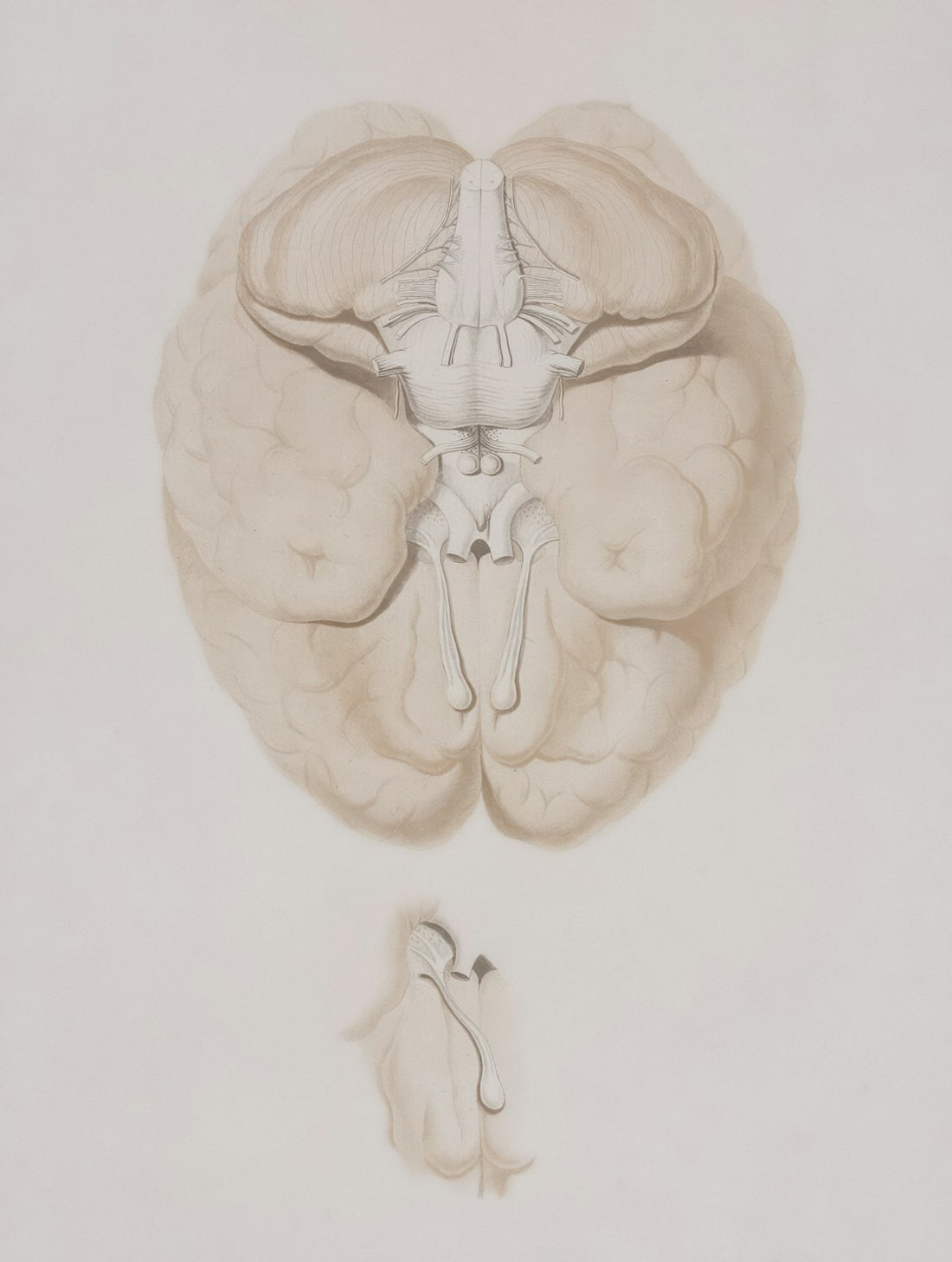 Illustration of the human brain