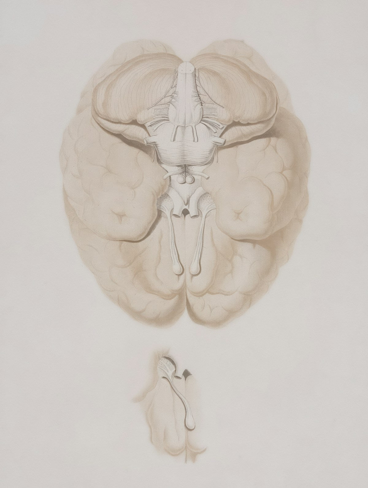 Illustration of the human brain
