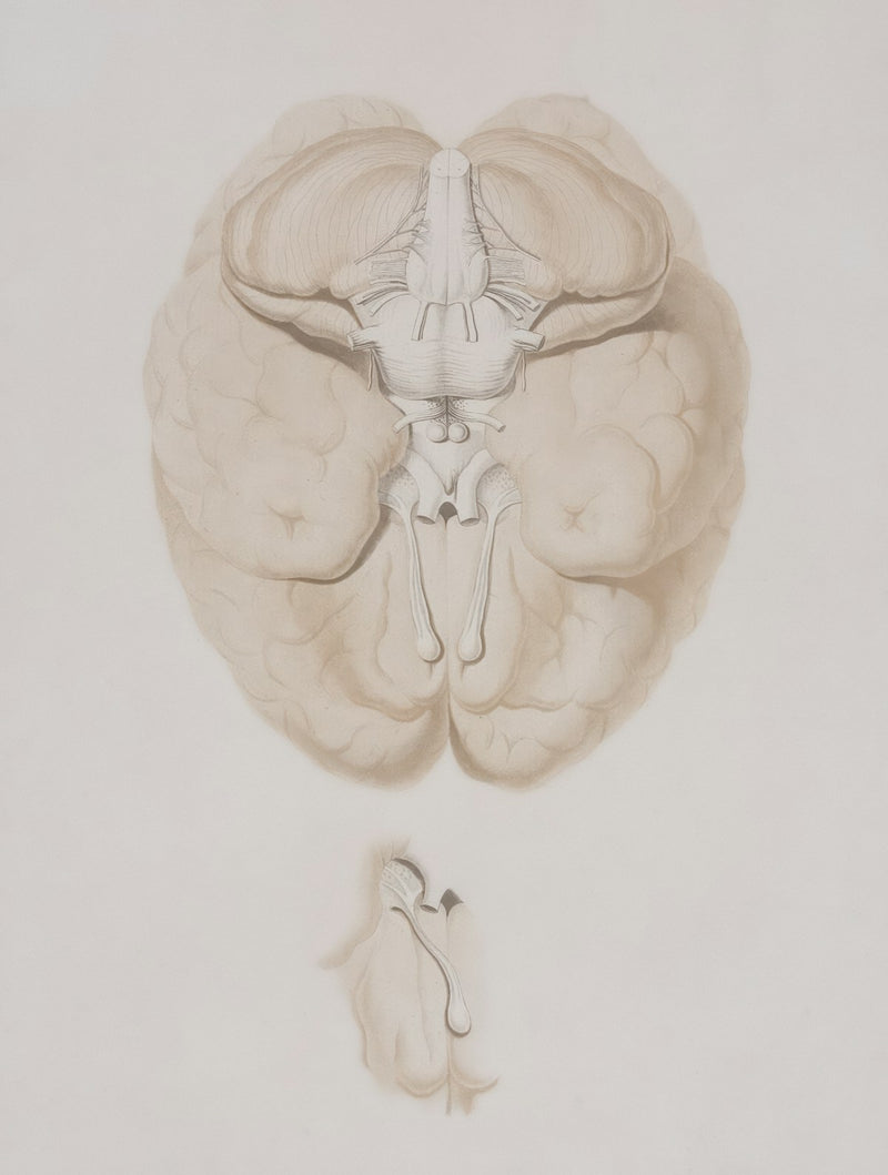 Illustration of the human brain