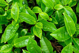 L-Theanine