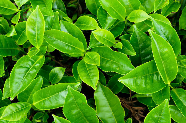 Close-up of green tea leaves in a field
