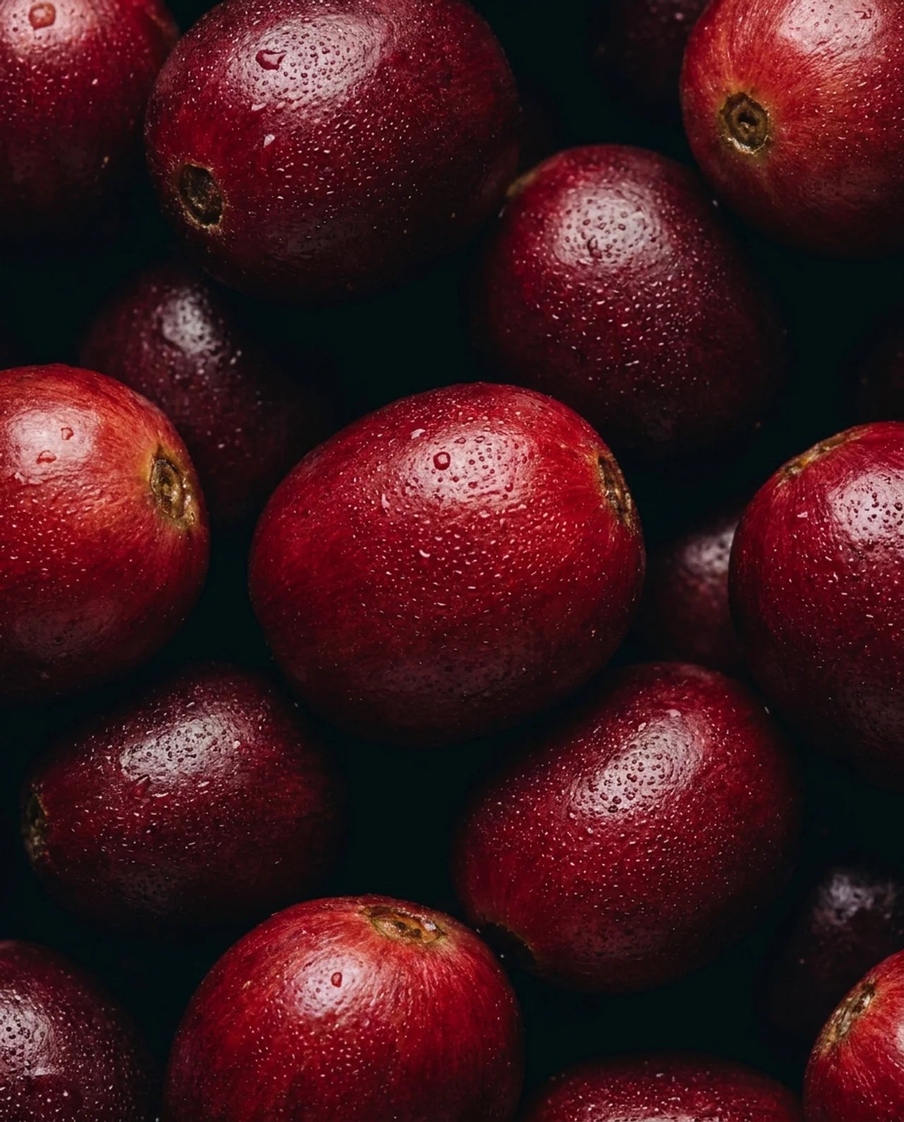 Close-up of red coffee fruit berries with a dark background