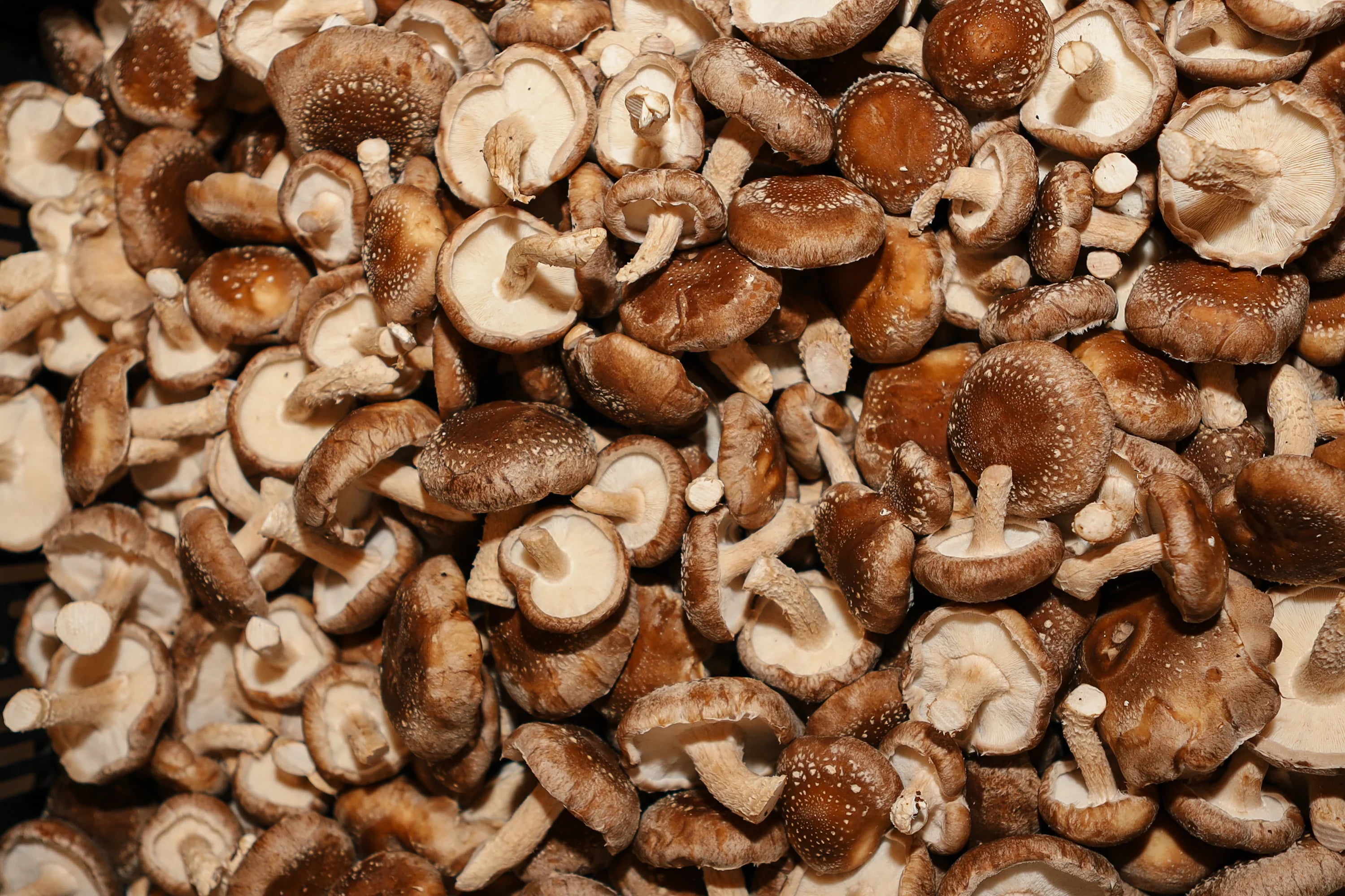 Close-up of a pile of shiitake mushrooms